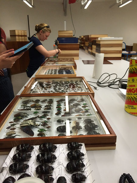 File:Beetle collection1.jpg