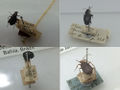 Beetles.jpg