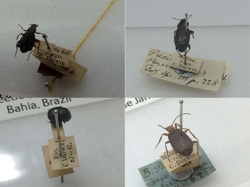 File:Beetles.jpg