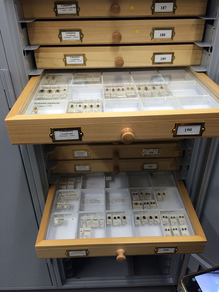File:Butterfly shelf.jpg