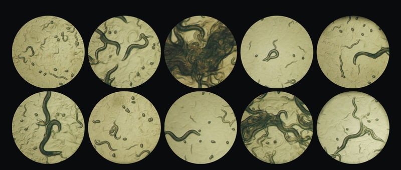 File:Igem postnatural.jpg