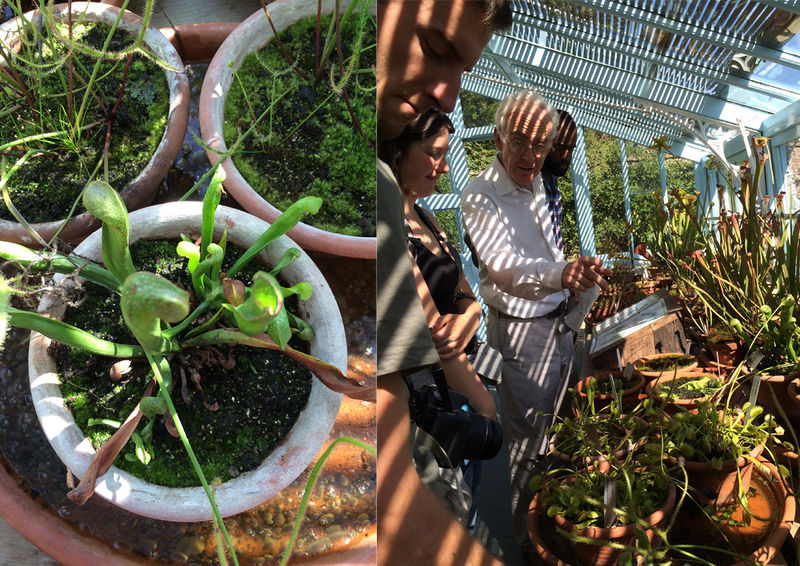 File:Venus plant.jpg