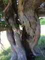 Hollow tree.jpg