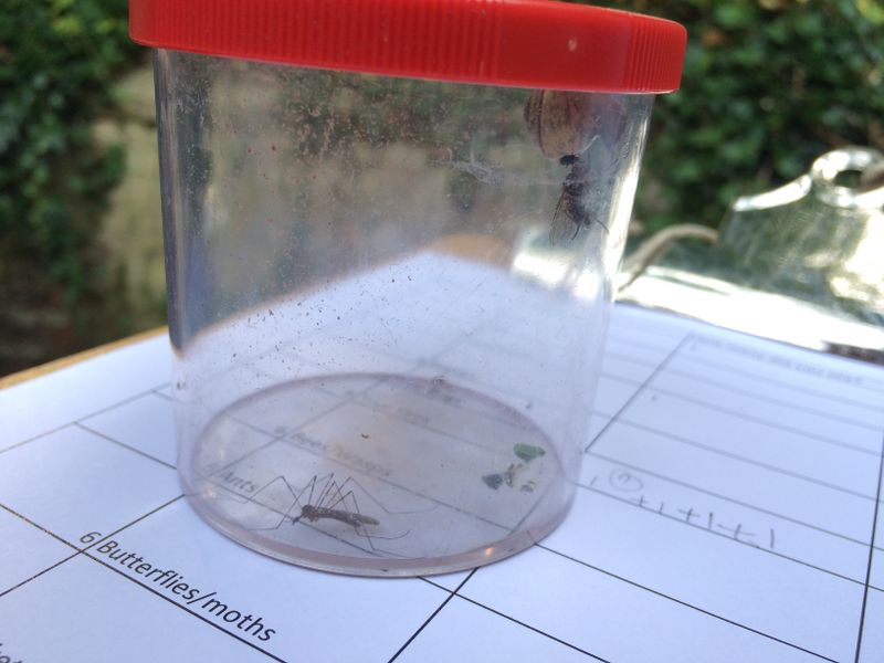 File:Insect.jpg