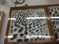 Beetle3.jpg