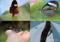 Butterfly.jpg