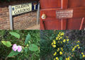 Darwin garden.jpg