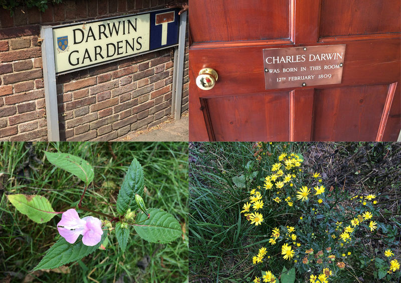 File:Darwin garden.jpg