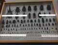 Beetles2.jpg