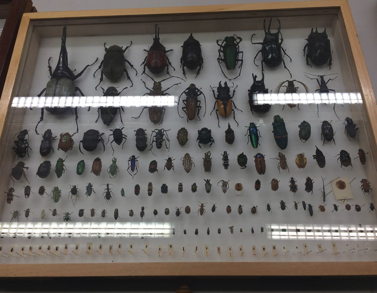File:Beetles2.jpg