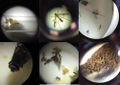 Insects micro.jpg