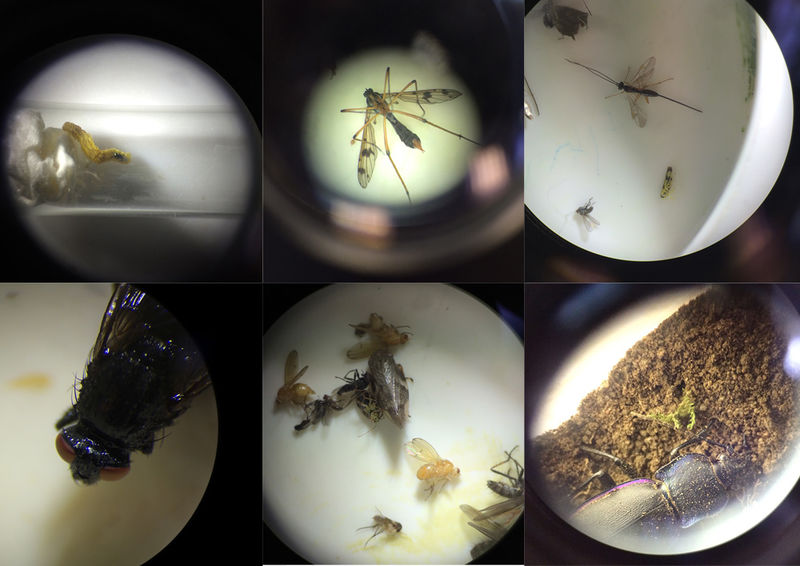 File:Insects micro.jpg