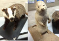 Badger n oitter.jpg