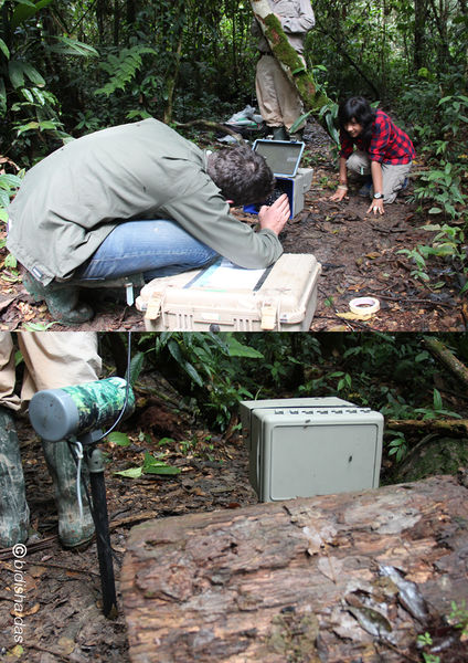 File:Camera trapping.jpg