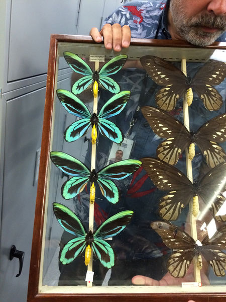 File:Butterfly nj.jpg
