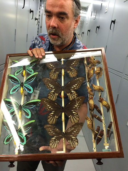 File:Demonstrating butterfly.jpg