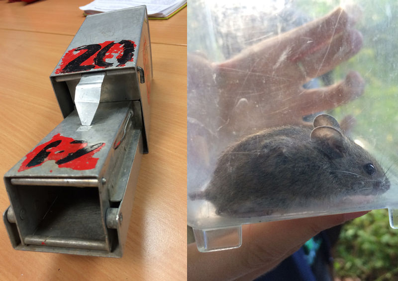File:Mouse trap.jpg