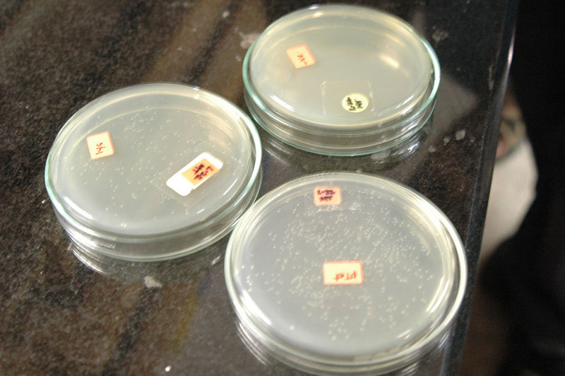 File:Rain bacteria.jpg
